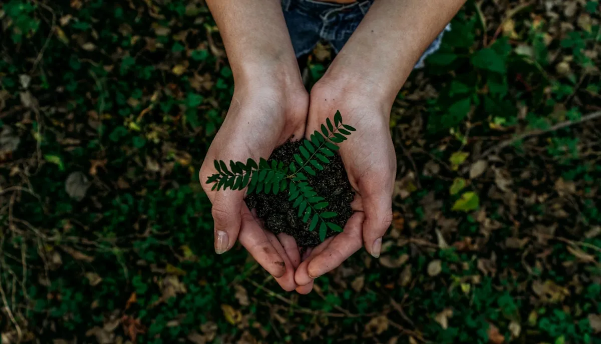Forest light - environmental responsibility